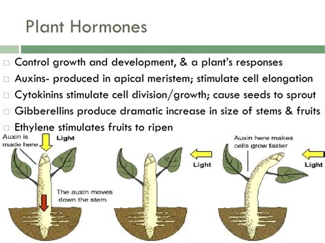 Plant Hormones Mcq Pdf Download Ideas Of Europedias