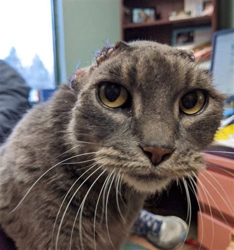 Cat Gets Pair Of Crocheted Ears After Hers Were Removed Due To Illness