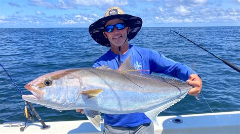 Greater Amberjack Project And Tag Reporting Auburn University College
