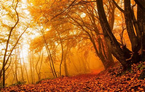 Wallpaper Autumn Forest Leaves Light Trees Branches Nature Fog