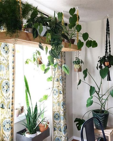 2019012820 Top Hanging Plants Tips Plant