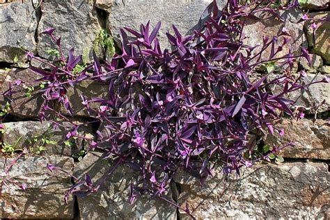Tradescantia Pallida Guide How To Grow And Care For Purple Heart Plant