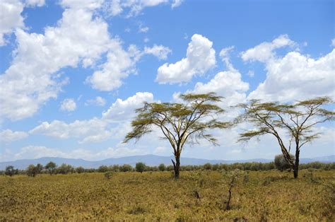 Premium Photo Savannah Landscape In The National Park In Kenya