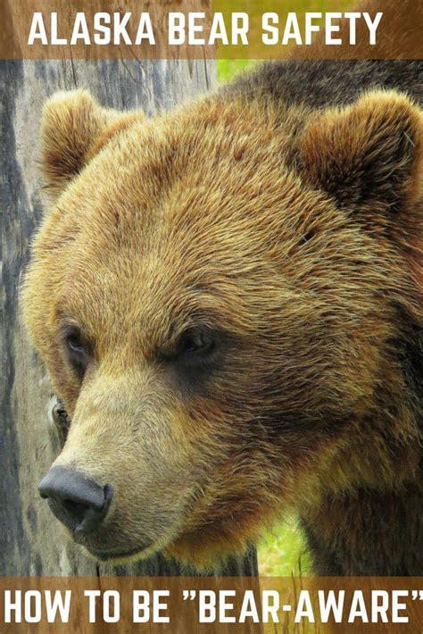 Alaska Travel Essentials Bear Safety How To Be Bear Aware