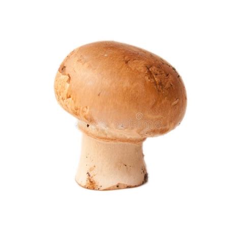 One Mushroom Stock Photo Image Of Mushroom Single Stem 8388986