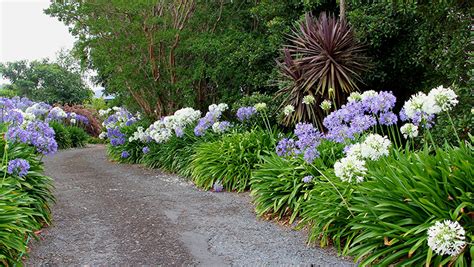 How To Grow Agapanthus