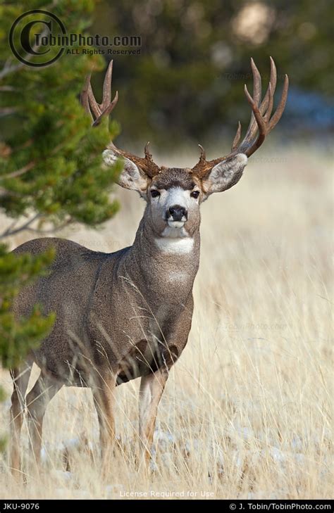 Photo Of A Massive Mule Deer Buck