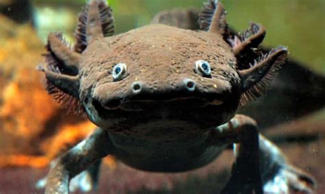 Axolotls In Crisis The Fight To Save The Water Monster Of Mexico City Cities The Guardian