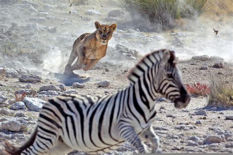 Lion Chasing Zebra Free Images At Vector Clip Art Online