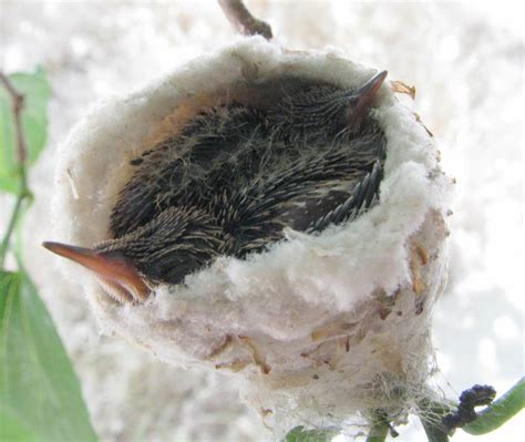 hummingbird eggs  hatched tranquility computers