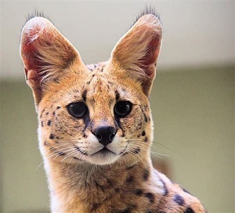 African Serval On The Loose In British Columbia