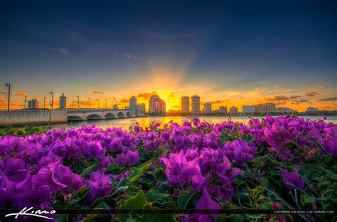West Palm Beach Skyline Sunset And Purple Flowers Royal Stock Photo