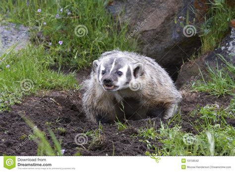 Angry Badger In Vertical Format Stock Photography