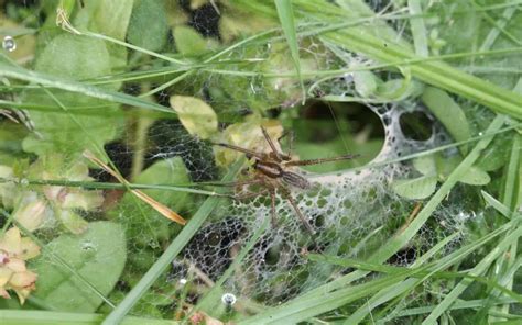 Venomous Spiders In Ohio The Spider Blog