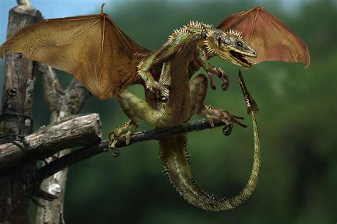 Baby Dragon Wallpapers Wallpaper Cave