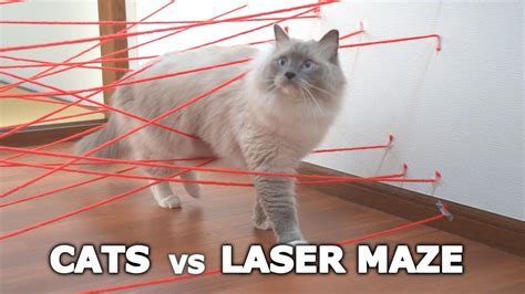 Cats Vs Laser Maze Youtube