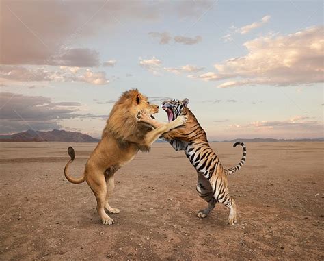 Lion And Tiger Fighting Stock Photo At Johnlund Com Lion Pictures
