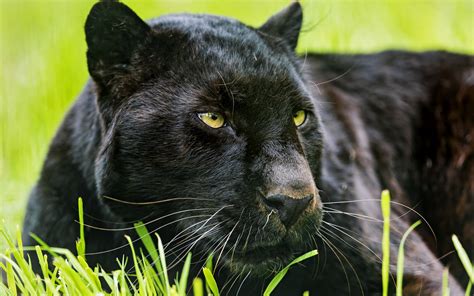 Download Animal Black Panther Hd Wallpaper
