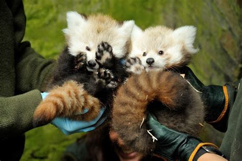 Maybe you would like to learn more about one of these? Bébés pandas roux du zoo de beauval | Panda roux