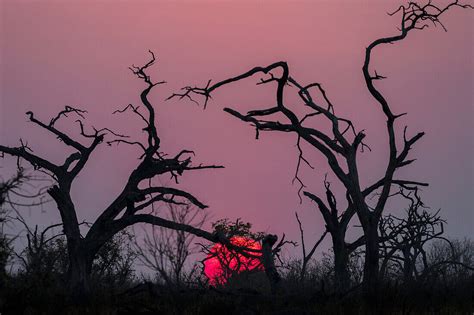 Sonnenuntergang Chobe Nationalpark Bild Kaufen 71134752 Lookphotos