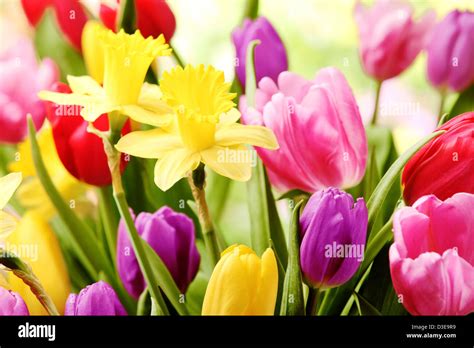 Colorful Tulips And Daffodils Stock Photo Alamy