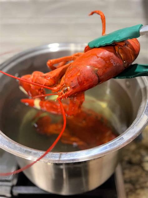 How To Boil Lobster Get Into Some Hot Water
