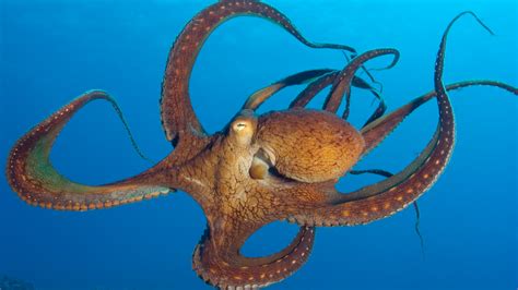 Octopuses Don T Have Tentacles Nature And Wildlife Discovery