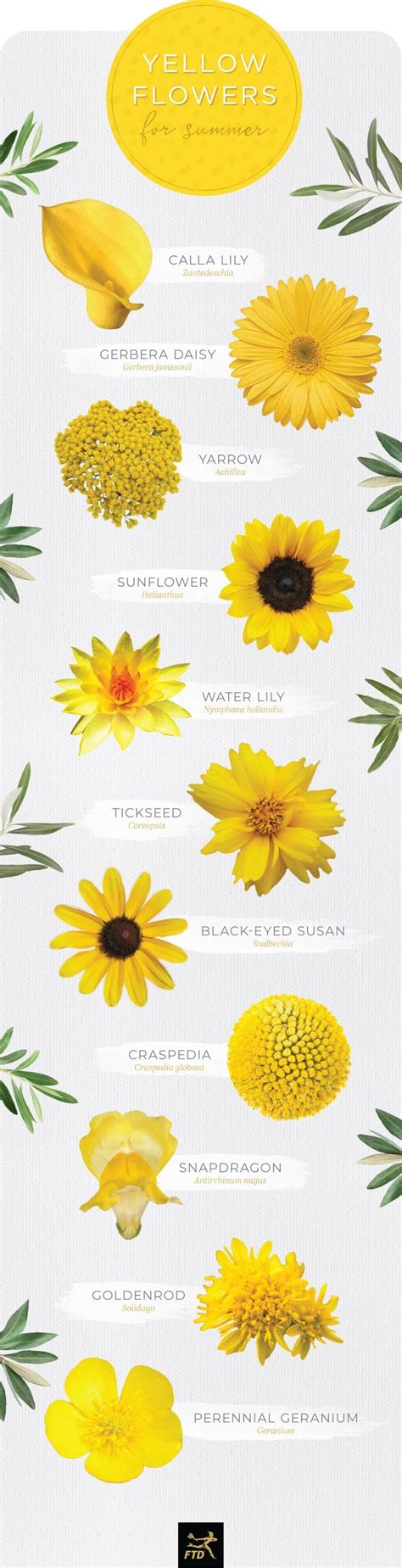 30 Types Of Yellow Flowers Yellow Flowers Names Rare