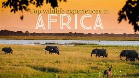 10 Unforgettable Wildlife Experiences To Have In Africa | Africa travel, Africa, Africa destinations