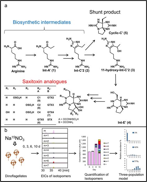 The Proposed Biosynthetic Pathway Of Saxitoxin And Its Analogues A Download Scientific