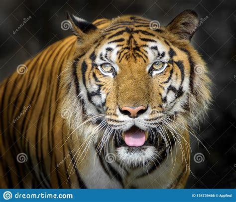 Portrait Of Tiger Stock Photo Image Of Nature Portrait