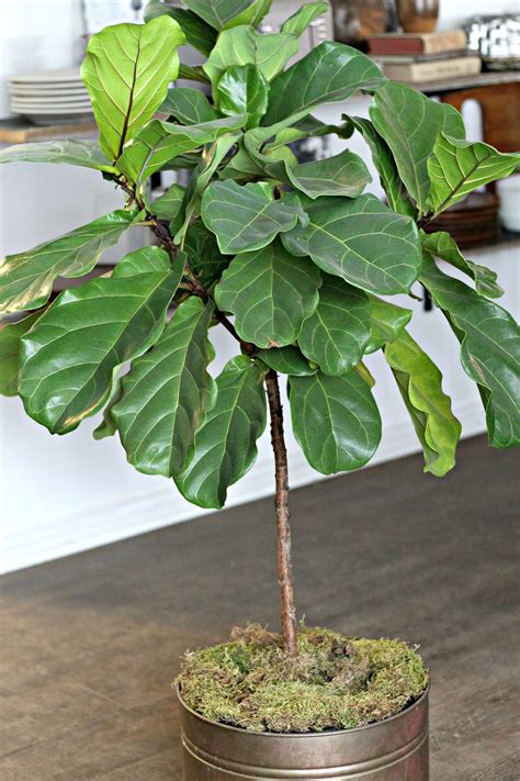 Tips For A Thriving Fiddle Leaf Fig Tree — Gathered Living