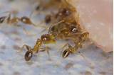 Tiny White Ants Pictures
