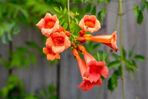 Flowering Vine Types And How To Use Them