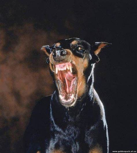 Pin By Solishka On Dober Doberman Dogs Scary Dogs