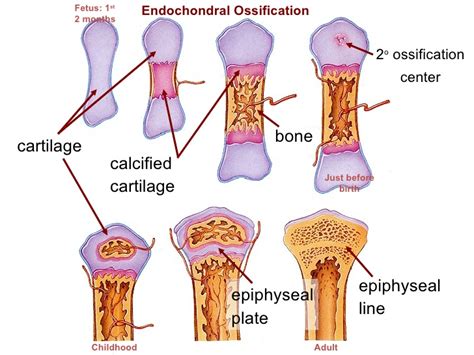 Long bone diagram epiphyseal plate. Skeletal system.p2