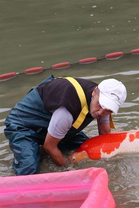 Jumbo Koi View Large Koi For Sale Highest Quality And Healthy Koi Online