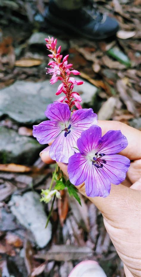 Wild flowers home, garden & gifts has retail locations in denver, co, and stapleton, co. Wildflowers | Wild flowers, Flowers, Plants