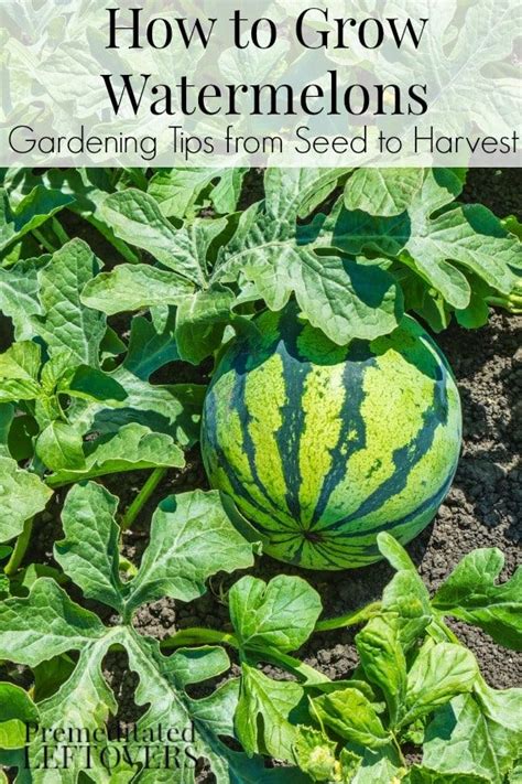 How To Grow Watermelon Tips For Growing Watermelon Including How To Plant Watermelon Seeds