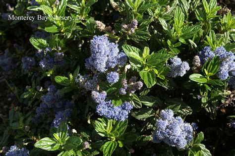 Les fleurs sont de couleur bleu lavande, disposées. MBN 1Gal Ceanothus 'Yankee Point' - Store - The Plant Foundry