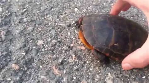 Fastest Turtle Ive Ever Seen Youtube