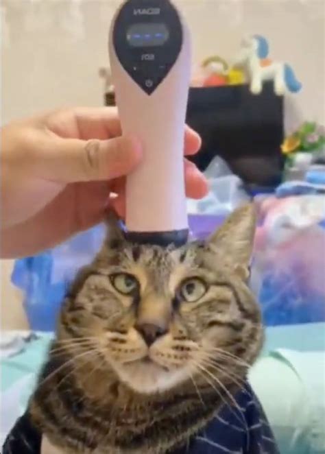 Adorable Moment Goofy Cat Loses His Mind Getting A Head Massage While Wearing Sweater Daily Star