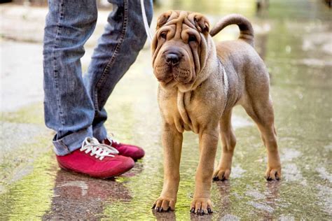 Chinese Shar Pei Dog Breed Information And Characteristics Daily Paws