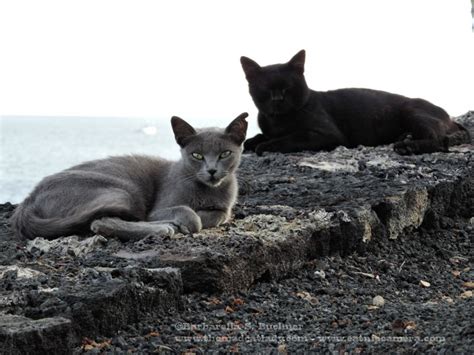 More Beautiful Lanzarote Feral Cats The Mad Cat Lady