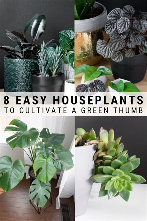 Furthermore, the cactus plant can store water in its stem. Easy to Take Care of Houseplants: Low Maintenance Indoor ...