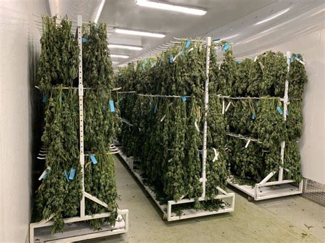 Movable Cannabis Drying Racks Thump
