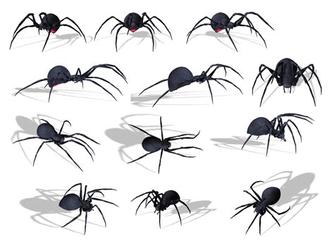 Spider Png Image Transparent Image Download Size 3046x2266px