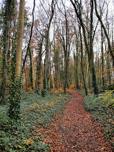Woodland Path © Kevin Higgins Geograph Britain And Ireland