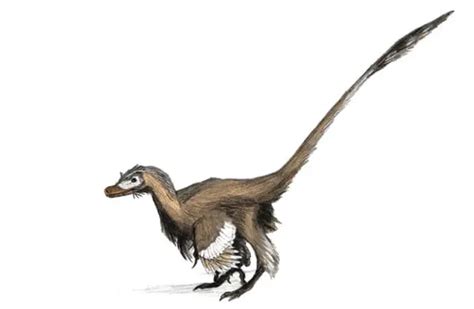 Velociraptor Description Habitat Image Diet And Interesting Facts