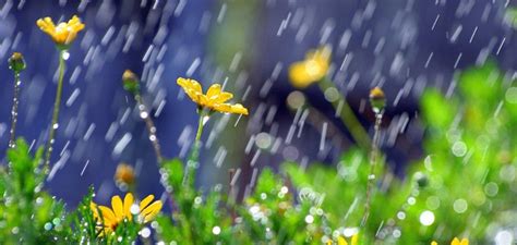 It's an old joke therefore that mayflowers bring pilgrims. April Showers - Cheryl Hunter